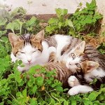 Mami e Sputnik, gatti randagi - Foto di Serena Fornò